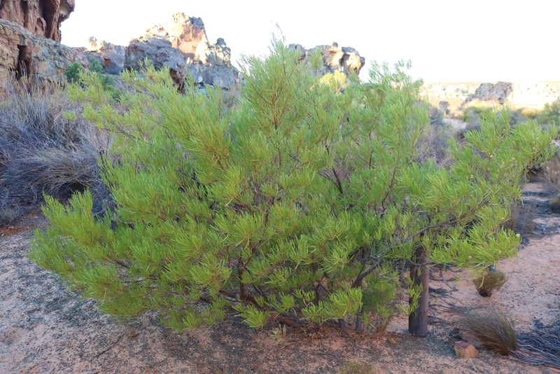 Dodonaea viscosa subsp. angustifolia photo 5