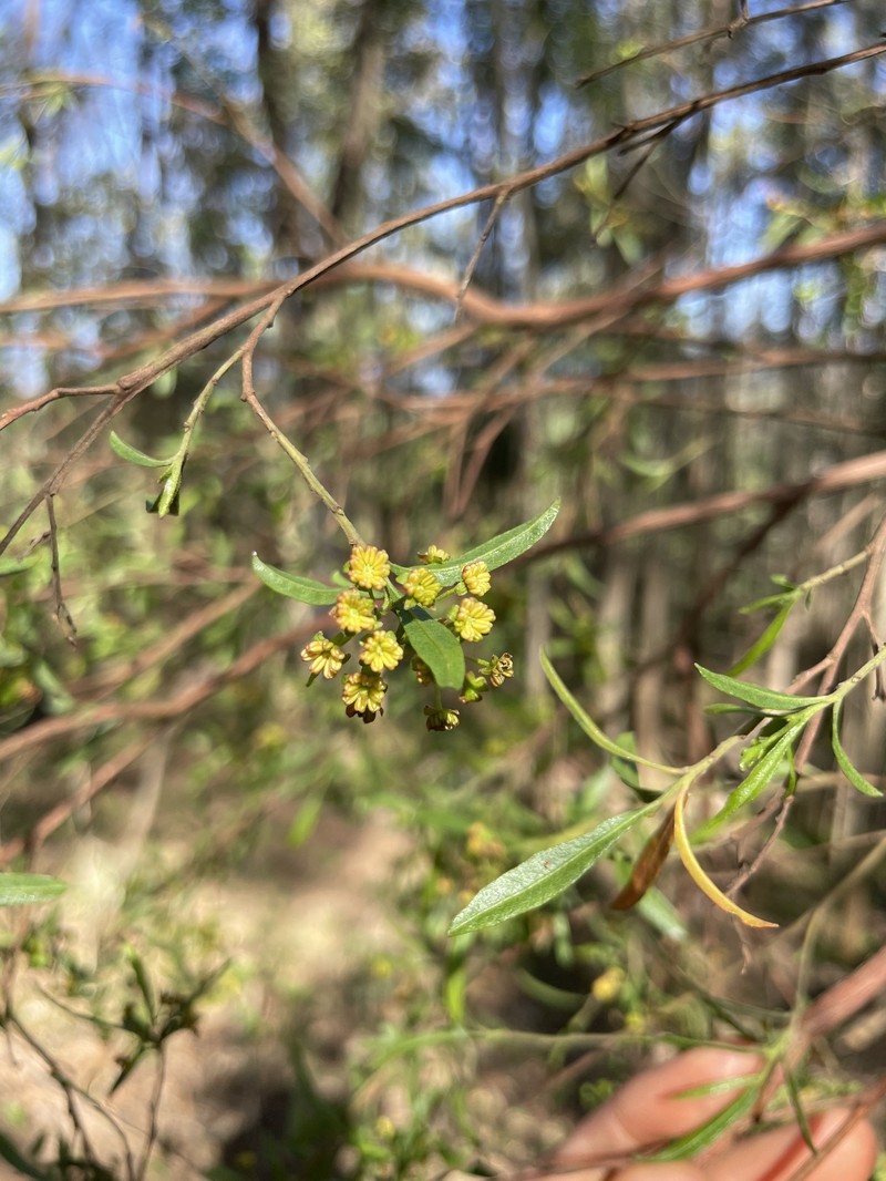 Dodonaea viscosa subsp. angustifolia photo 6