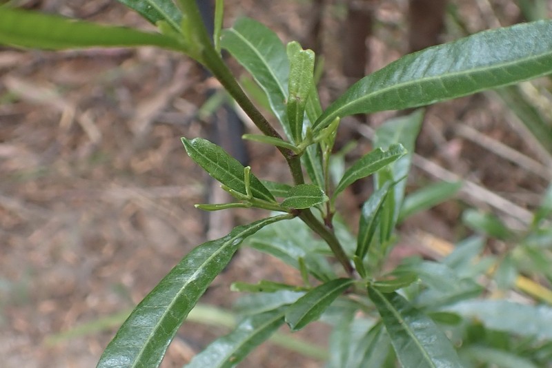 Dodonaea viscosa subsp. angustifolia photo 7