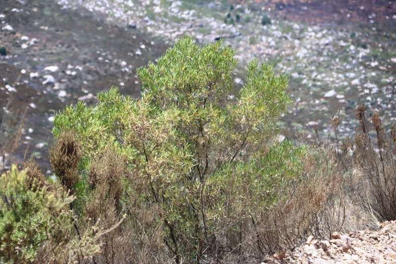 Dodonaea viscosa subsp. angustifolia photo 8