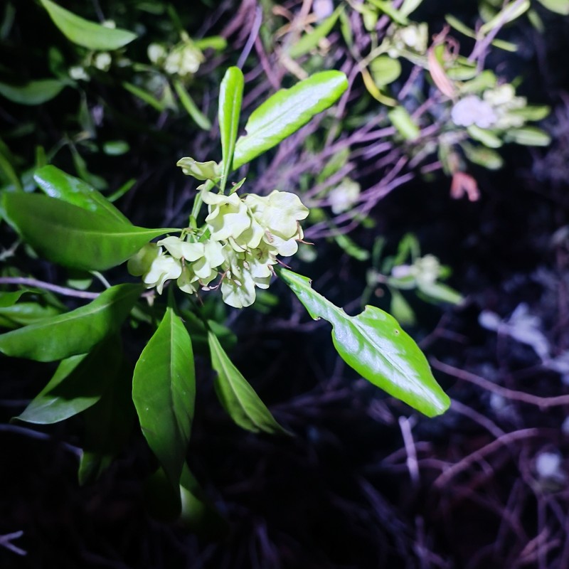 Dodonaea viscosa subsp. elaeagnoides