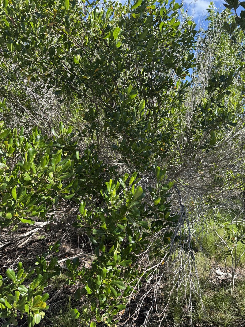 Dodonaea viscosa subsp. elaeagnoides photo 2