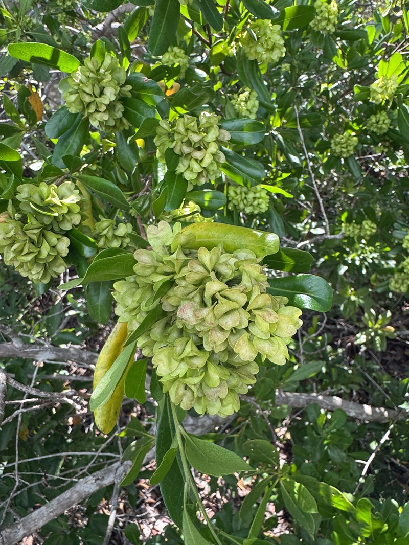Dodonaea viscosa subsp. elaeagnoides photo 3