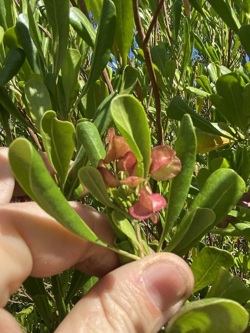 Dodonaea viscosa subsp. elaeagnoides photo 4