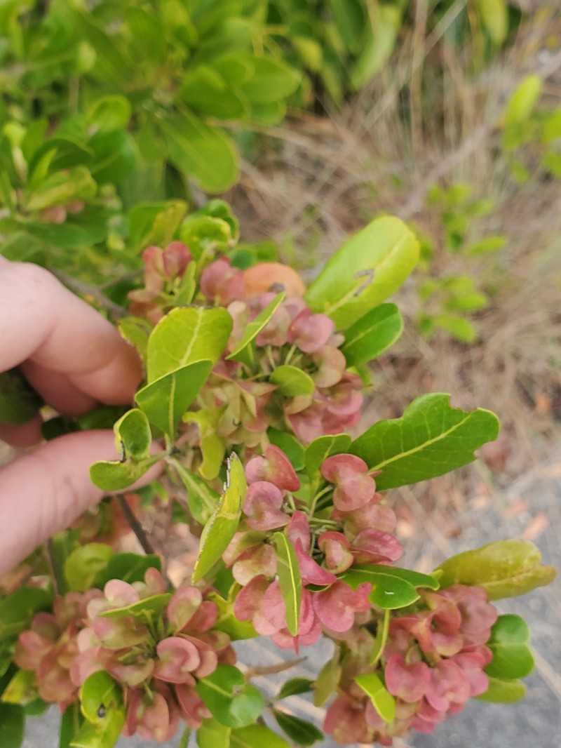 Dodonaea viscosa subsp. elaeagnoides photo 5