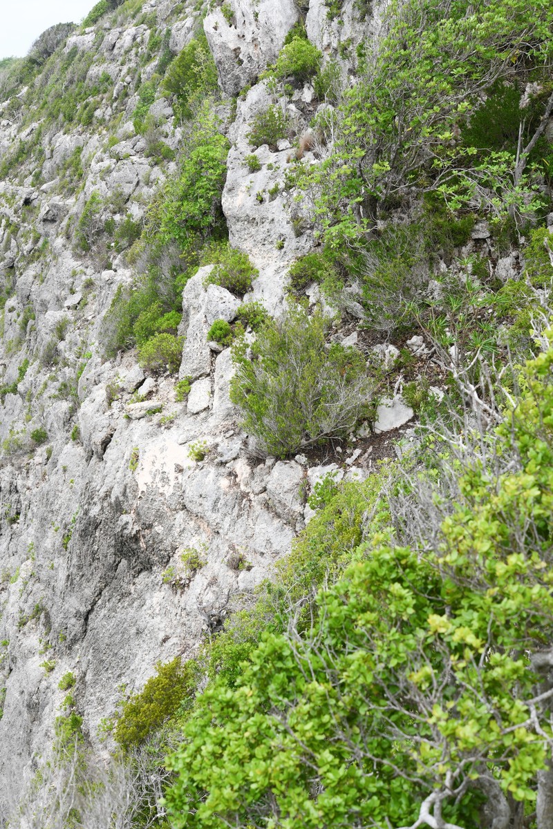 Dodonaea viscosa subsp. elaeagnoides photo 6