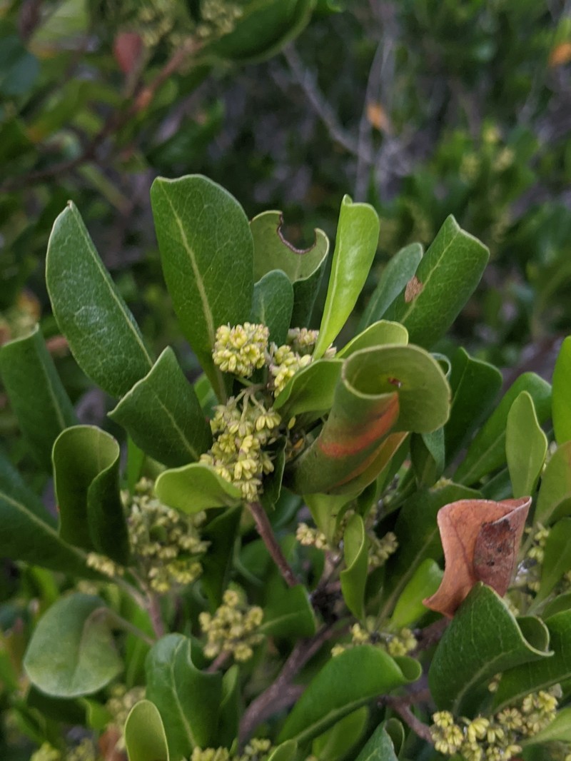 Dodonaea viscosa subsp. elaeagnoides photo 7
