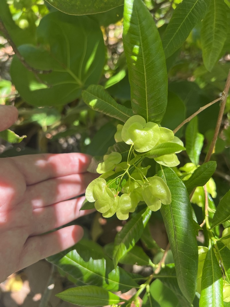 Dodonaea viscosa subsp. viscosa