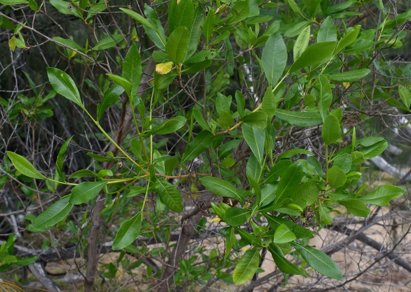 Dodonaea viscosa subsp. viscosa photo 2