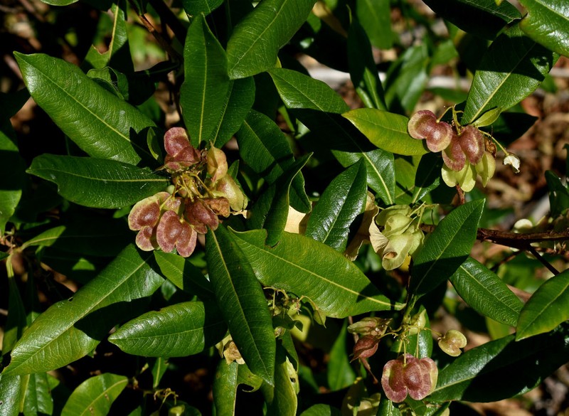 Dodonaea viscosa subsp. viscosa photo 3