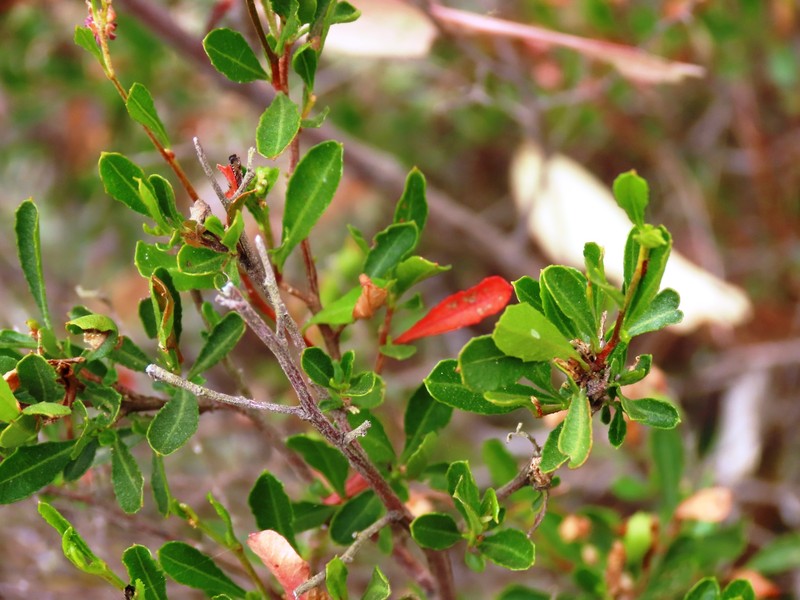 Dodonaea viscosa subsp. viscosa photo 4