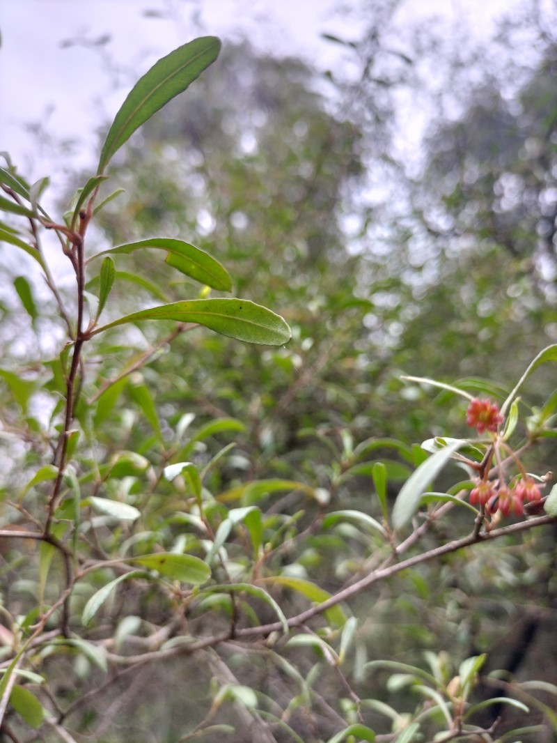 Dodonaea viscosa subsp. viscosa photo 5