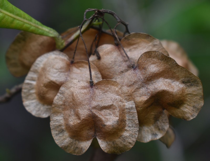 Dodonaea viscosa subsp. viscosa photo 6