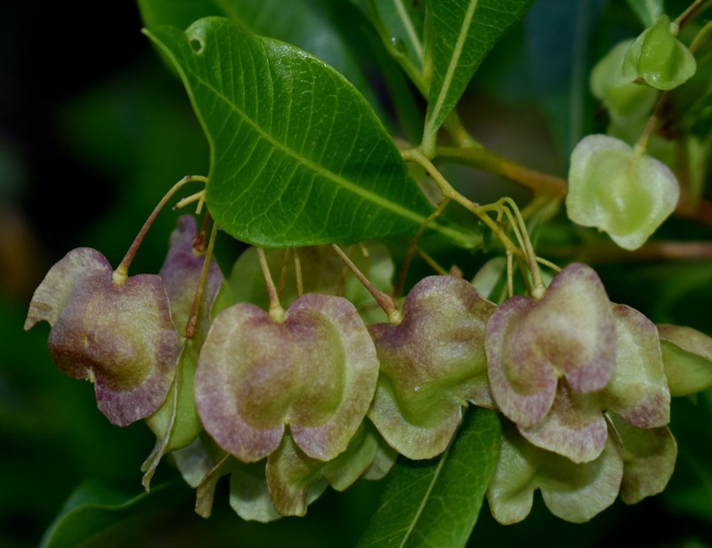 Dodonaea viscosa subsp. viscosa photo 7