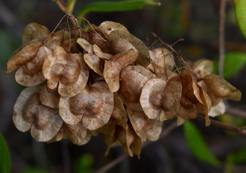 Dodonaea viscosa subsp. viscosa photo 8