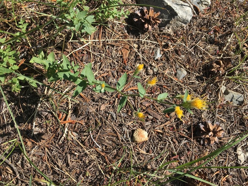 Brewer's Aster