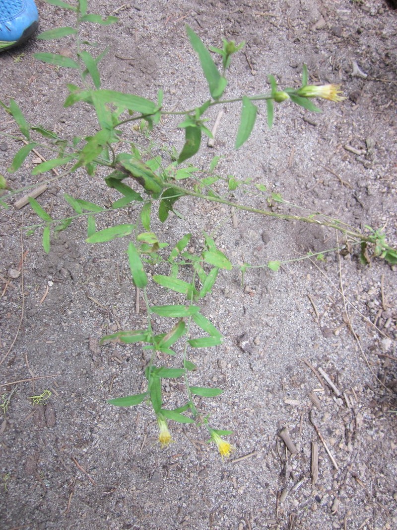 Brewer's Aster photo 2