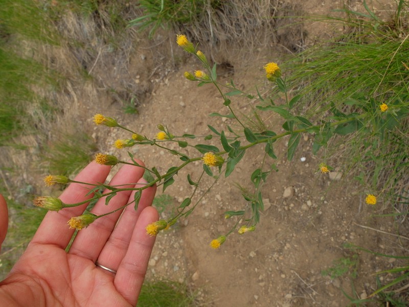Brewer's Aster photo 3