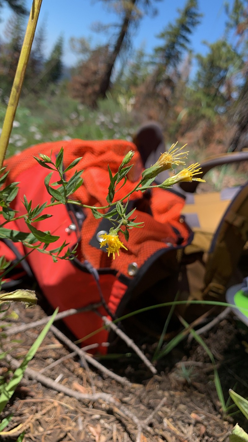 Brewer's Aster photo 5
