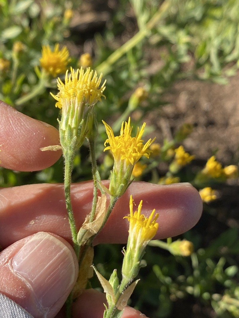 Brewer's Aster photo 6