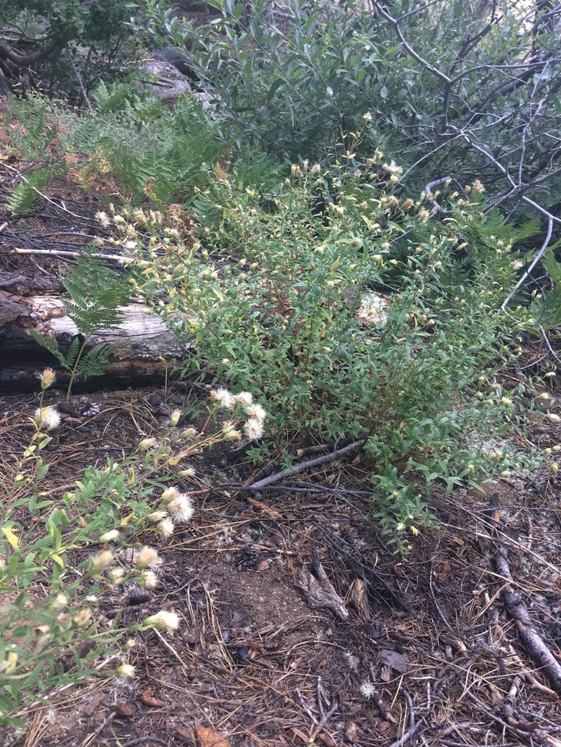 Brewer's Aster photo 7