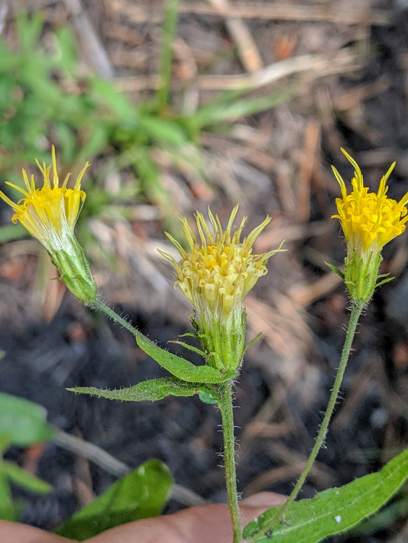 Brewer's Aster photo 8