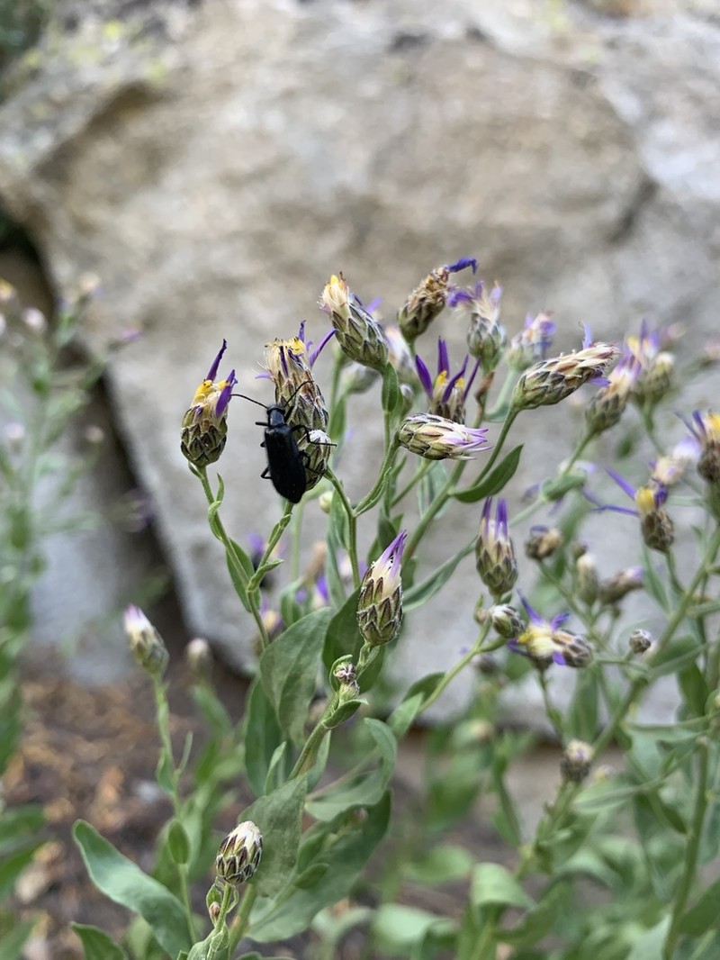 Elegant Aster photo 2