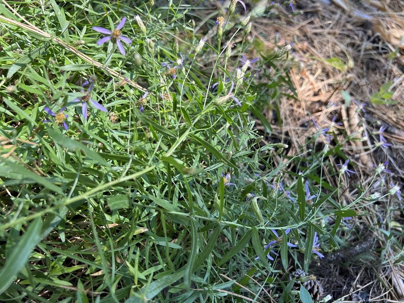 Elegant Aster photo 3