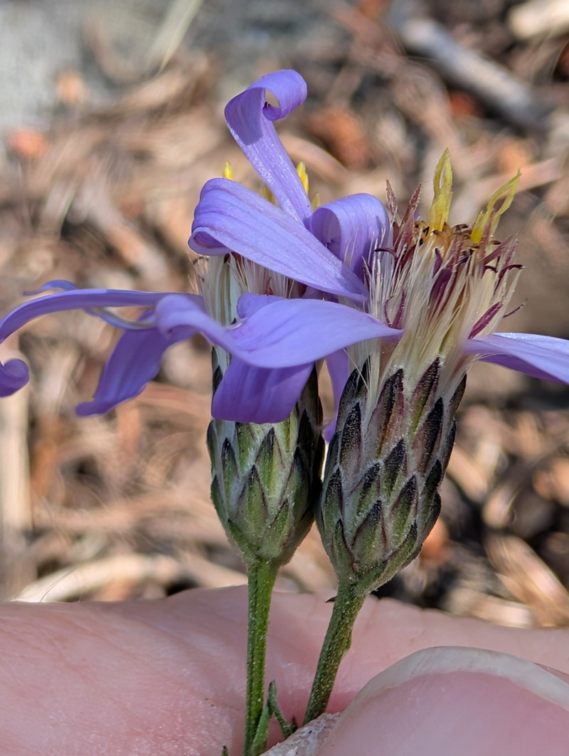 Elegant Aster photo 4