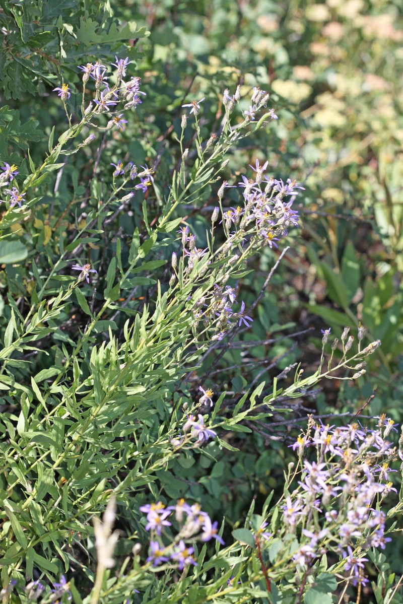 Elegant Aster photo 6