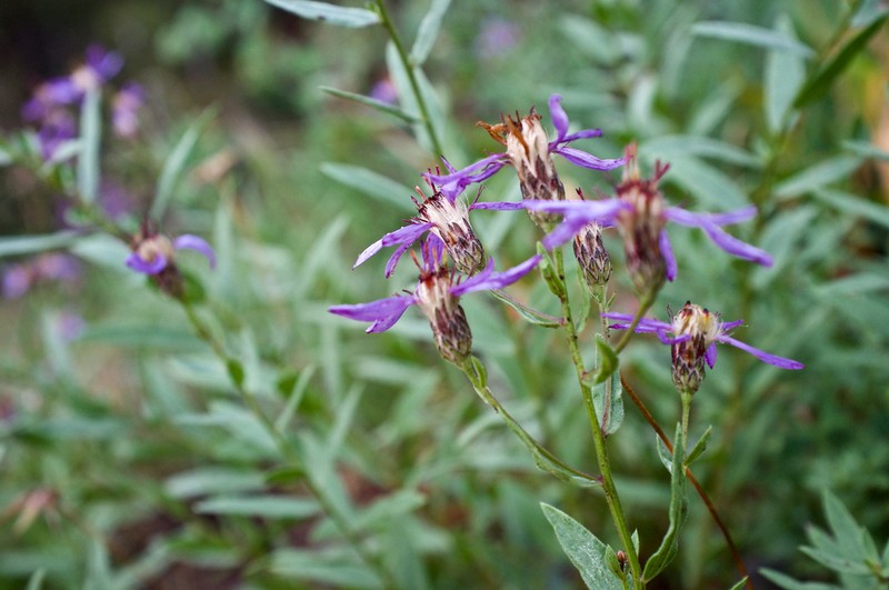 Elegant Aster photo 7