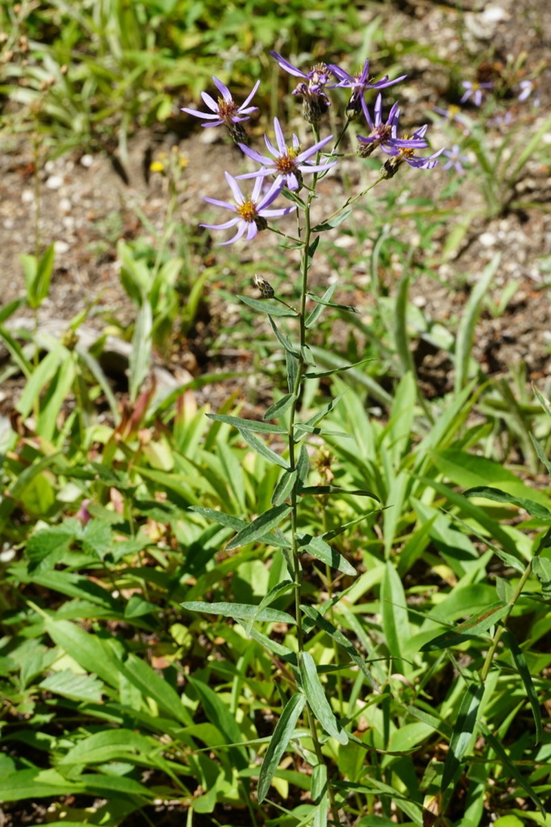 Elegant Aster photo 8