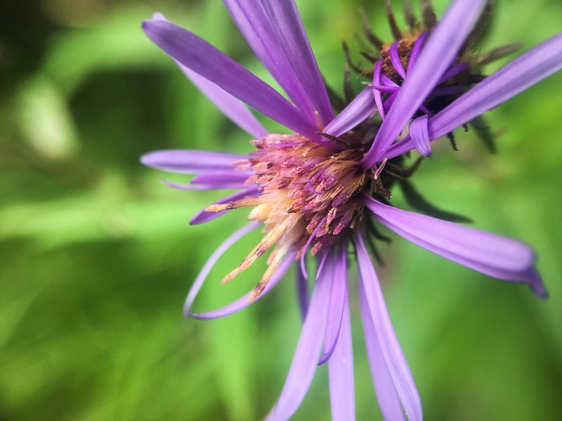Engelmann's Aster