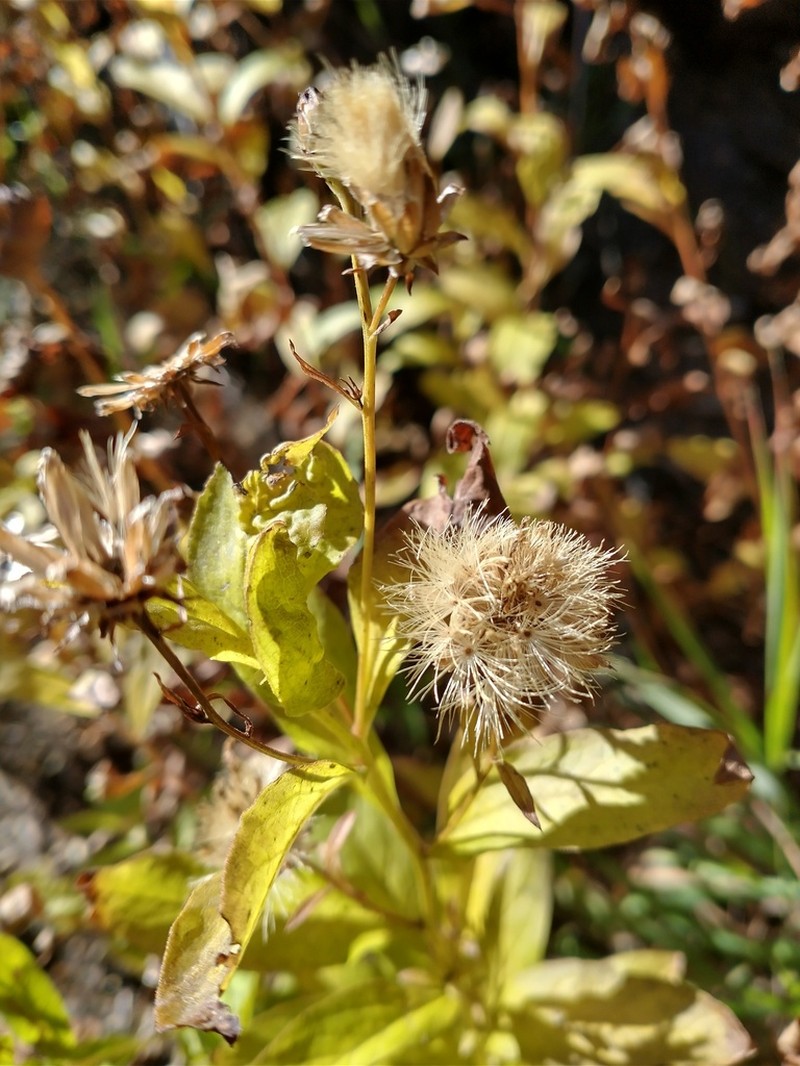 Engelmann's Aster photo 2