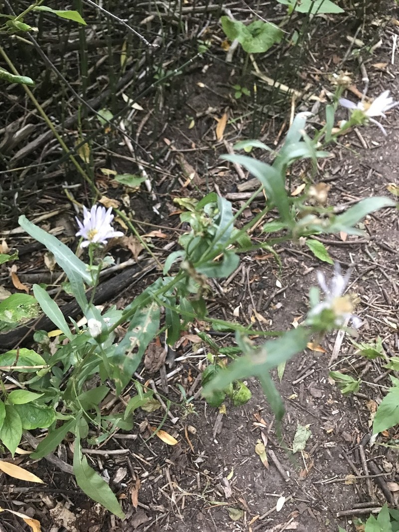 Engelmann's Aster photo 3
