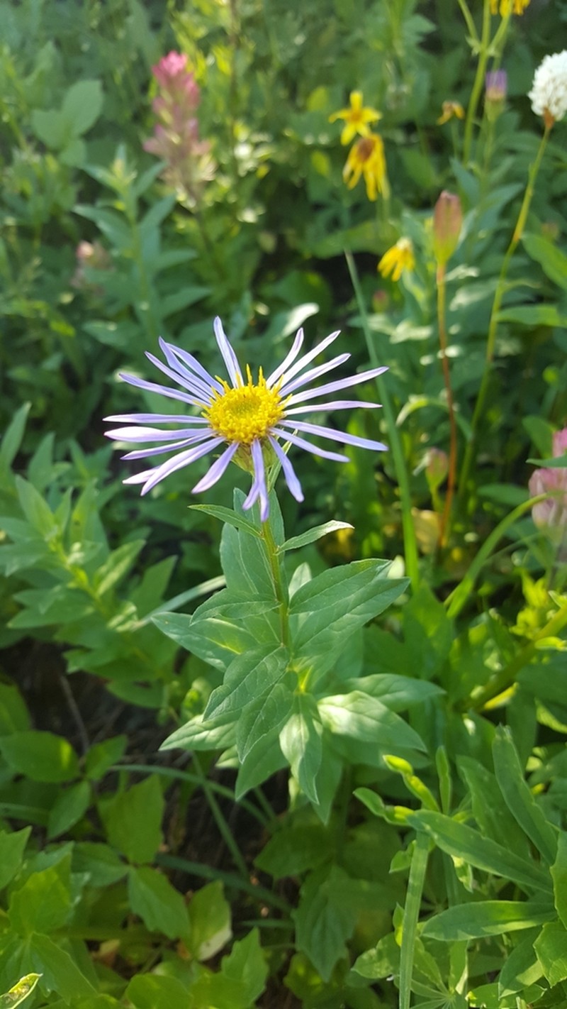 Engelmann's Aster photo 4