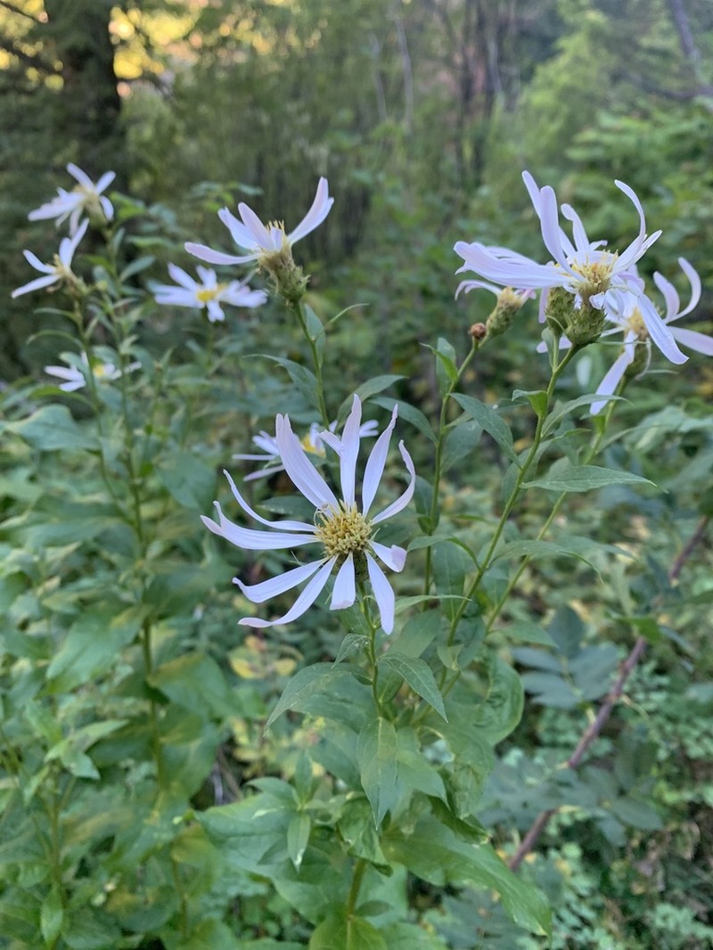 Engelmann's Aster photo 5