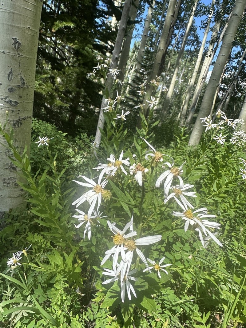 Engelmann's Aster photo 6