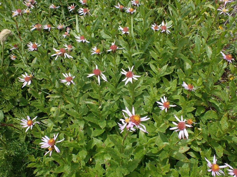 Engelmann's Aster photo 7