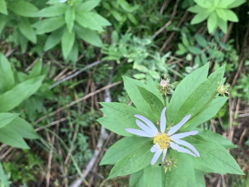 Engelmann's Aster photo 8
