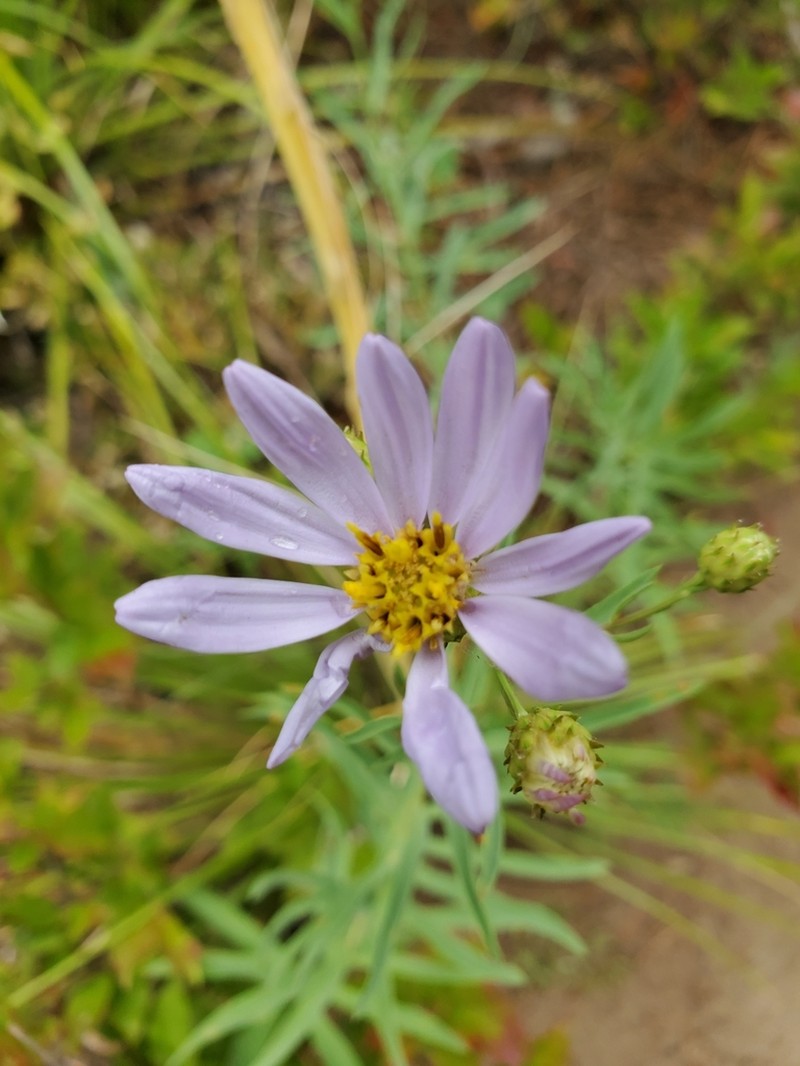 Klickitat Aster
