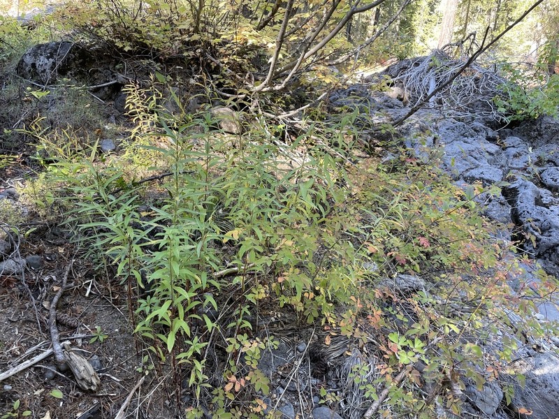 Klickitat Aster photo 2