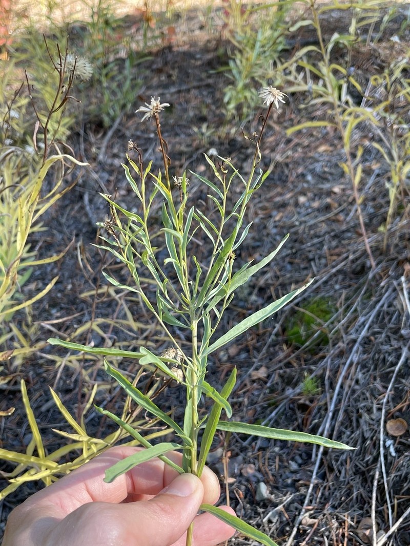 Klickitat Aster photo 3