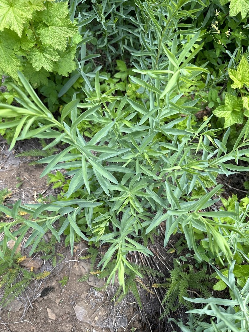 Klickitat Aster photo 4