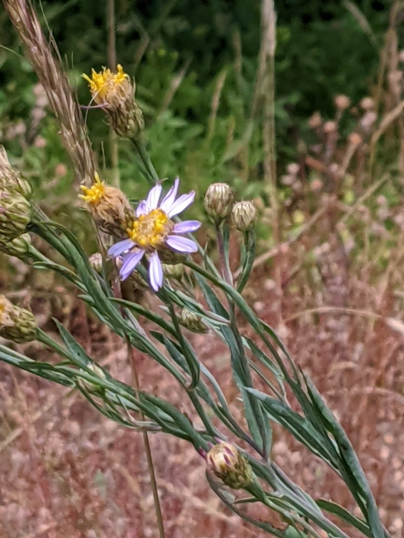 Klickitat Aster photo 5