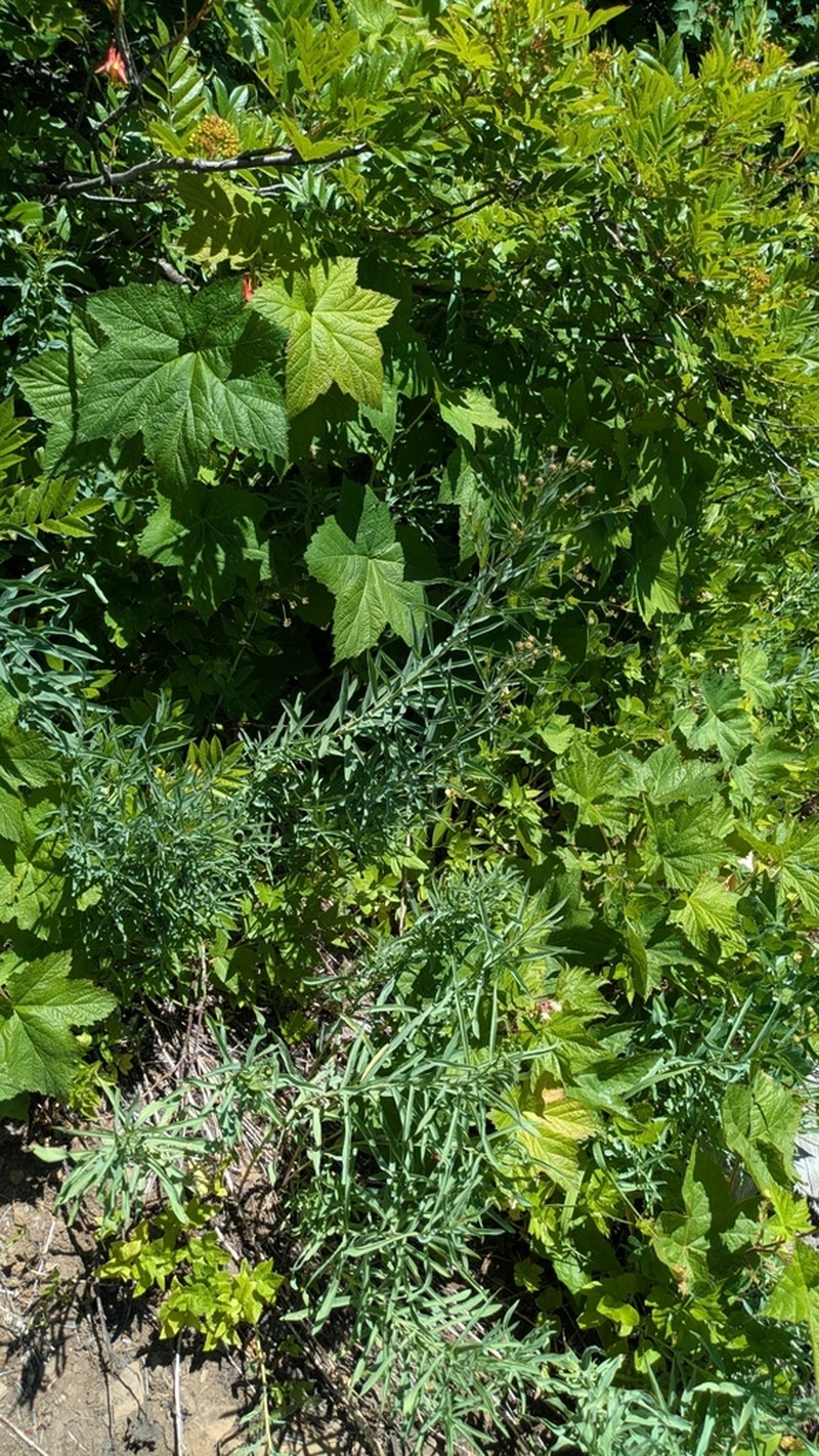 Klickitat Aster photo 6