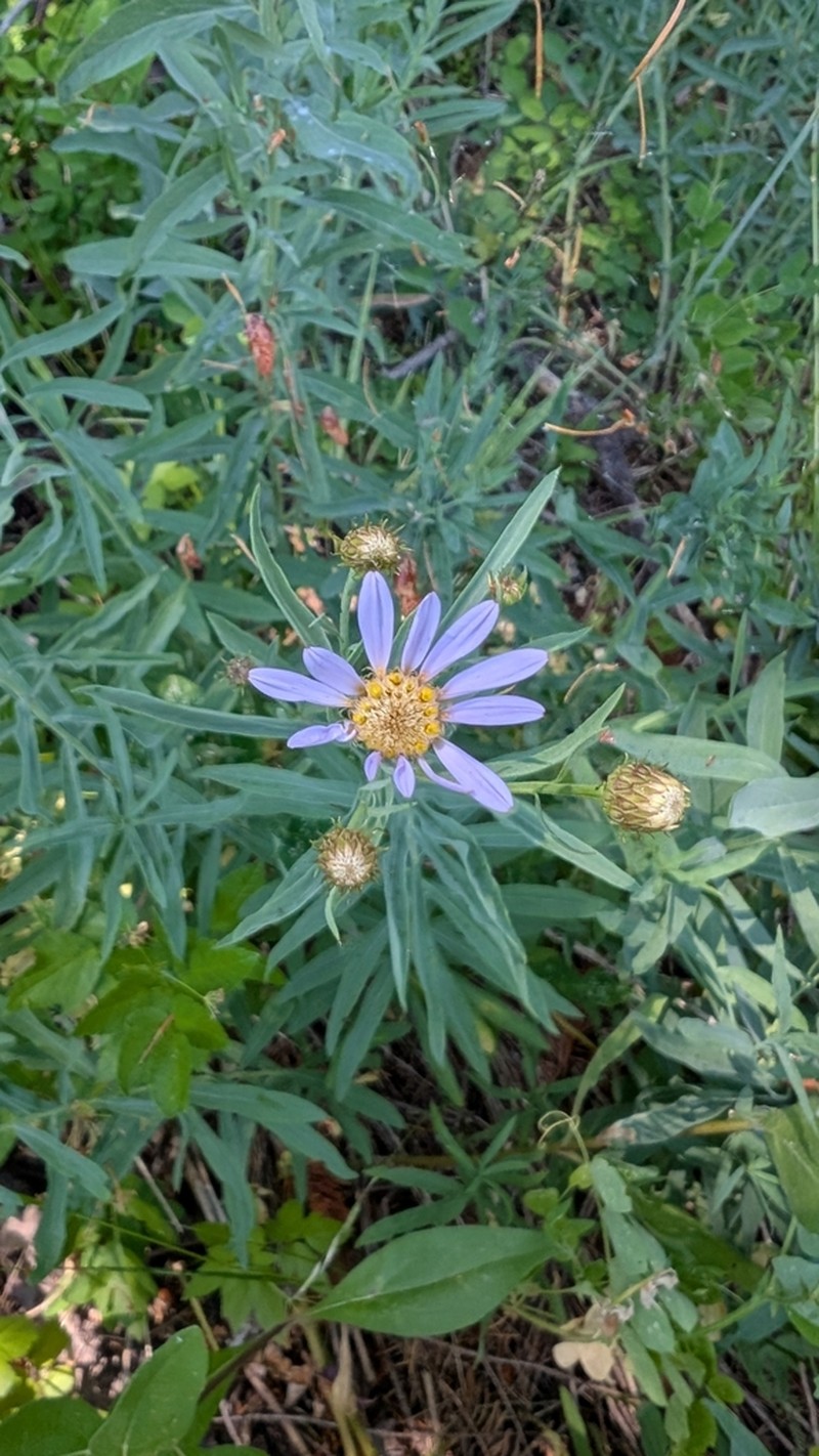 Klickitat Aster photo 7