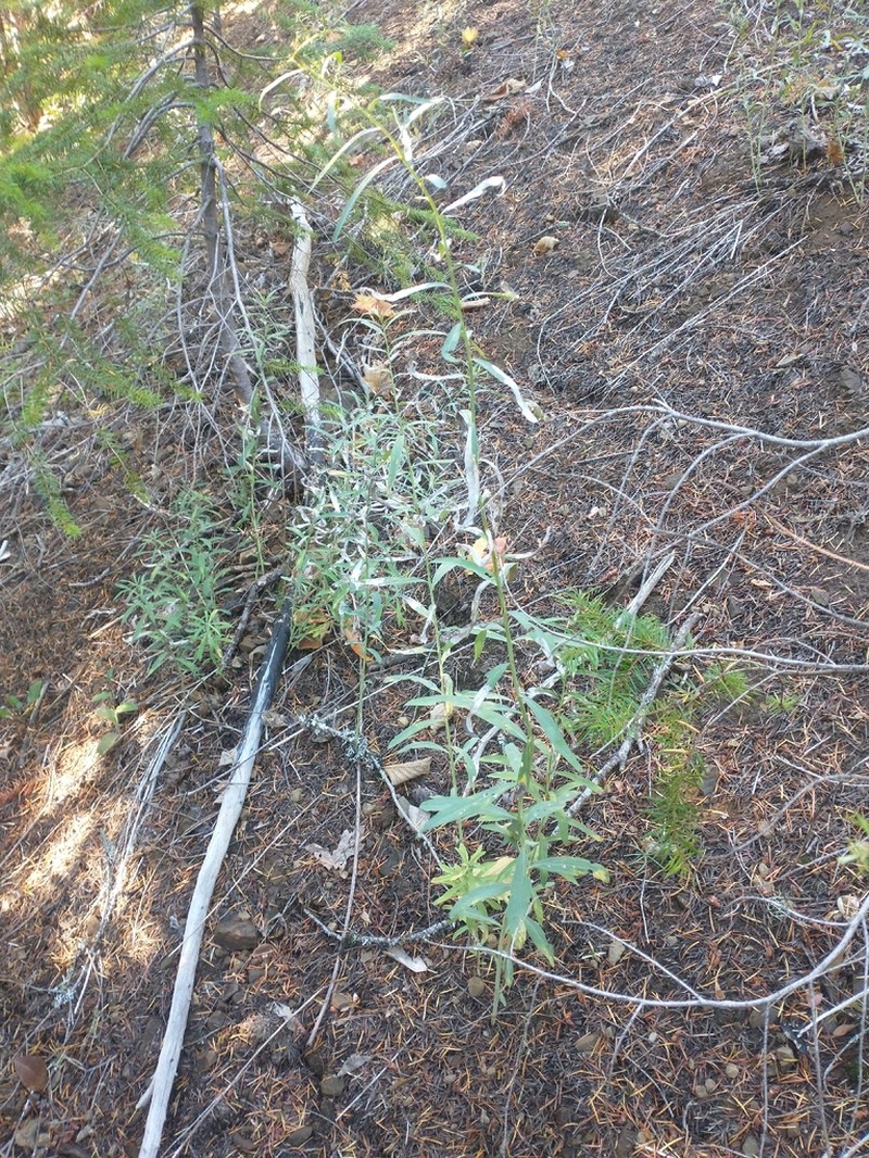 Klickitat Aster photo 8