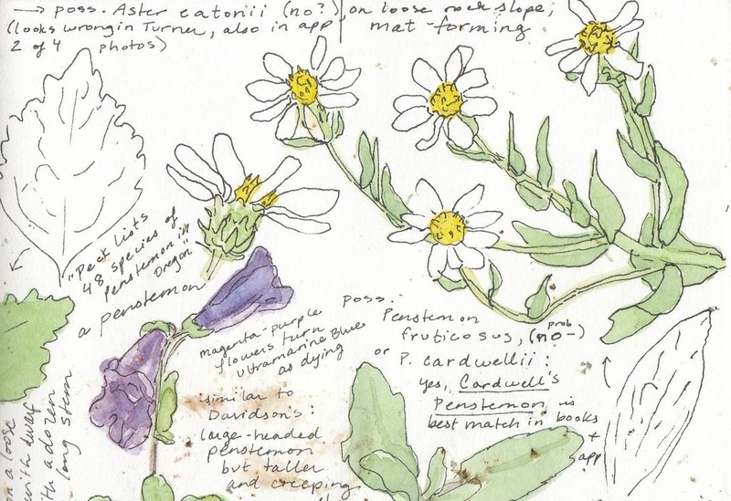 Gorman's Aster