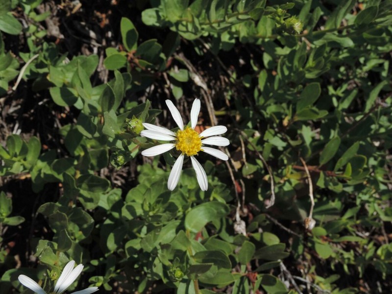 Gorman's Aster photo 3